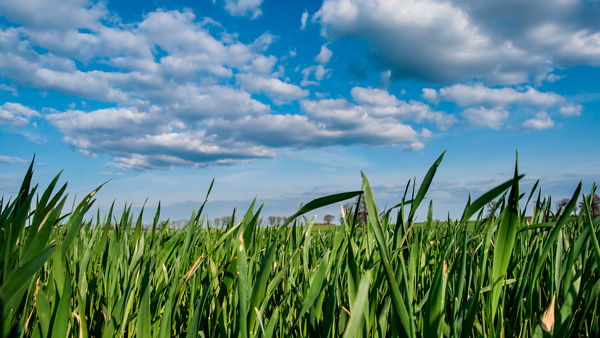 Campo en primavera
