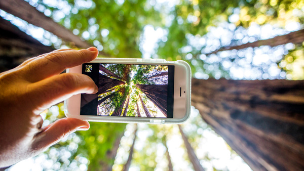 Smartphone in the forest