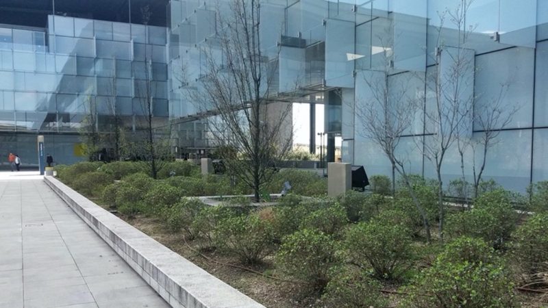 Find out more about biodiversity in the Telefónica District. Take a stroll around Plaza Sur with us and find out.