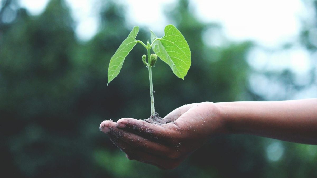 Find out more about the value of opportunity with this gardening-related metaphor.