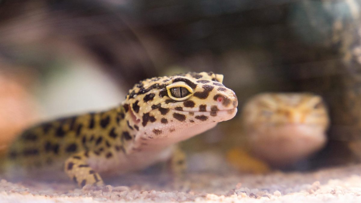 Find out more about reptiles at Distrito Telefónica Enter now and don't miss it. Take a walk with us and get to know the species.
