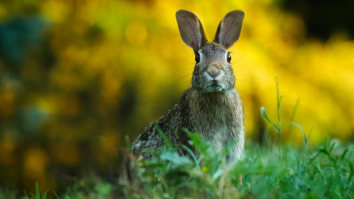 In the Telefónica District we find a great biodiversity of animals. We will be describing them from the less visible ones, such as insects, to the more visible and audible ones, such as mammals.