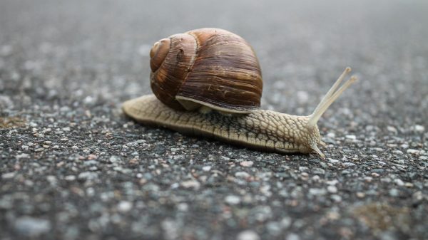 In the Telefónica District we find a great biodiversity of animals. We will be describing them from the less visible ones such as insects or molluscs to the more visible and audible ones such as birds.