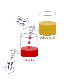 Explanatory image with glasses and taps showing yellow and red cells.