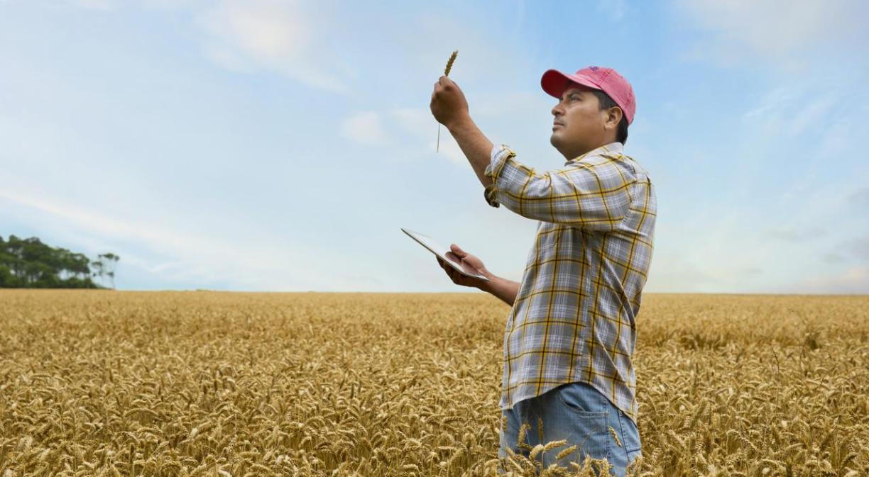 Hombre en campo de trigo