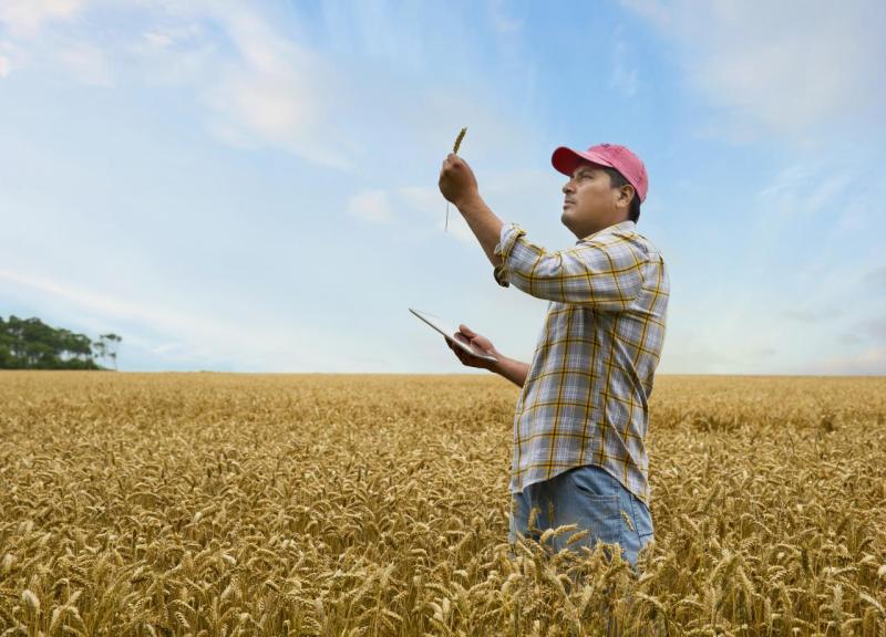 Hombre en campo de trigo