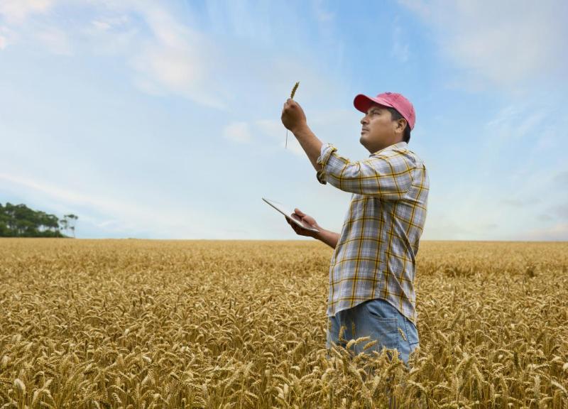 Hombre en campo de trigo