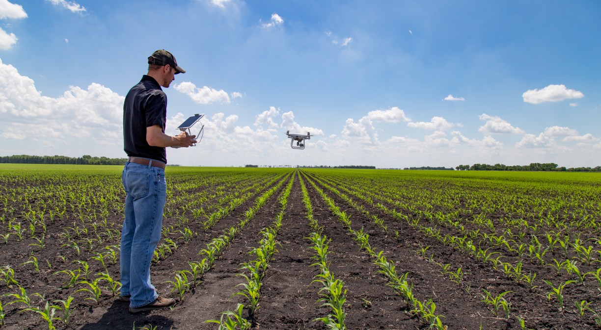 Agrónomo utilizando tecnología en campo de maíz agrícola