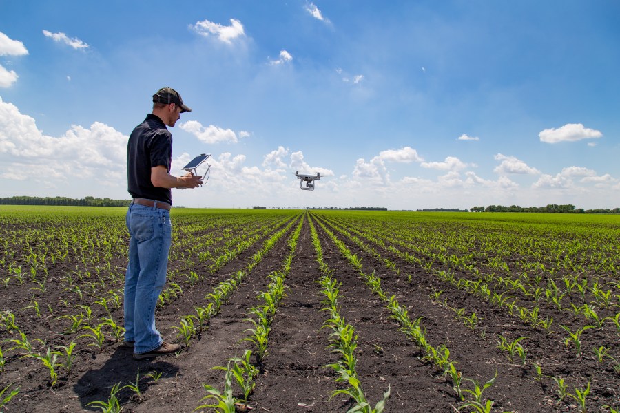 Agrónomo utilizando tecnología en campo de maíz agrícola