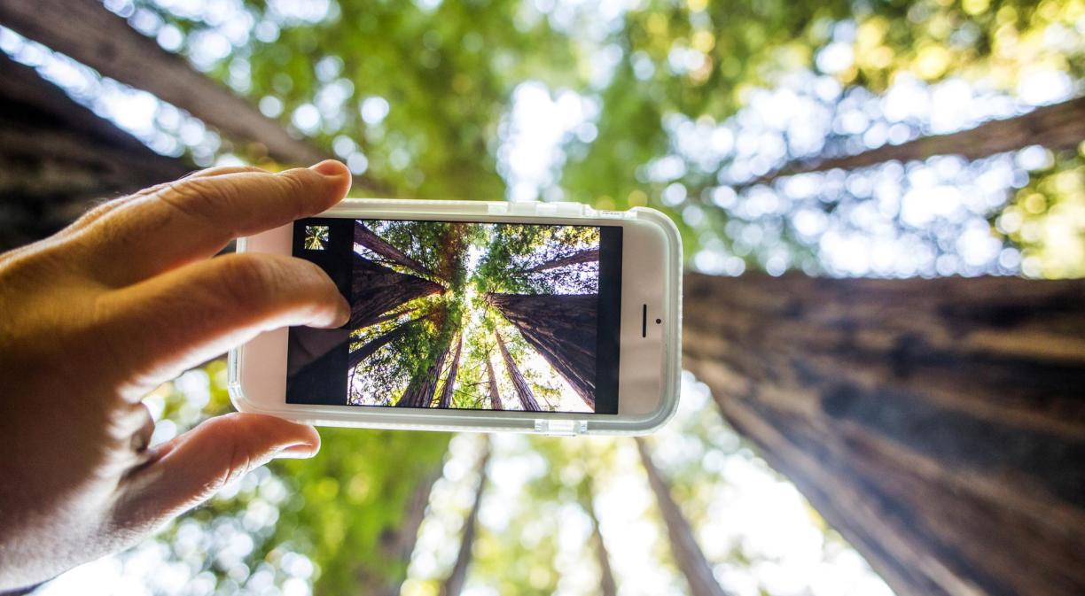 La ecología virtual permite reforestar zonas dañadas por incendios contribuyendo a la reducción del dióxido de carbono y frenando el calentamiento global.