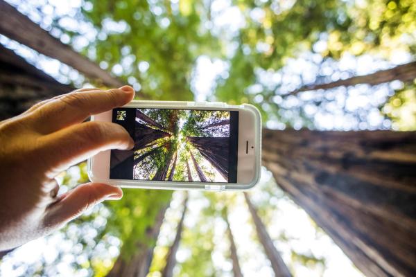 La ecología virtual permite reforestar zonas dañadas por incendios contribuyendo a la reducción del dióxido de carbono y frenando el calentamiento global.