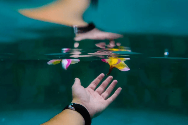 Una mano va a tocar unas flores en el agua como muestra de la importancia de la naturaleza en el Plan de Acción Climática de Telefónica.