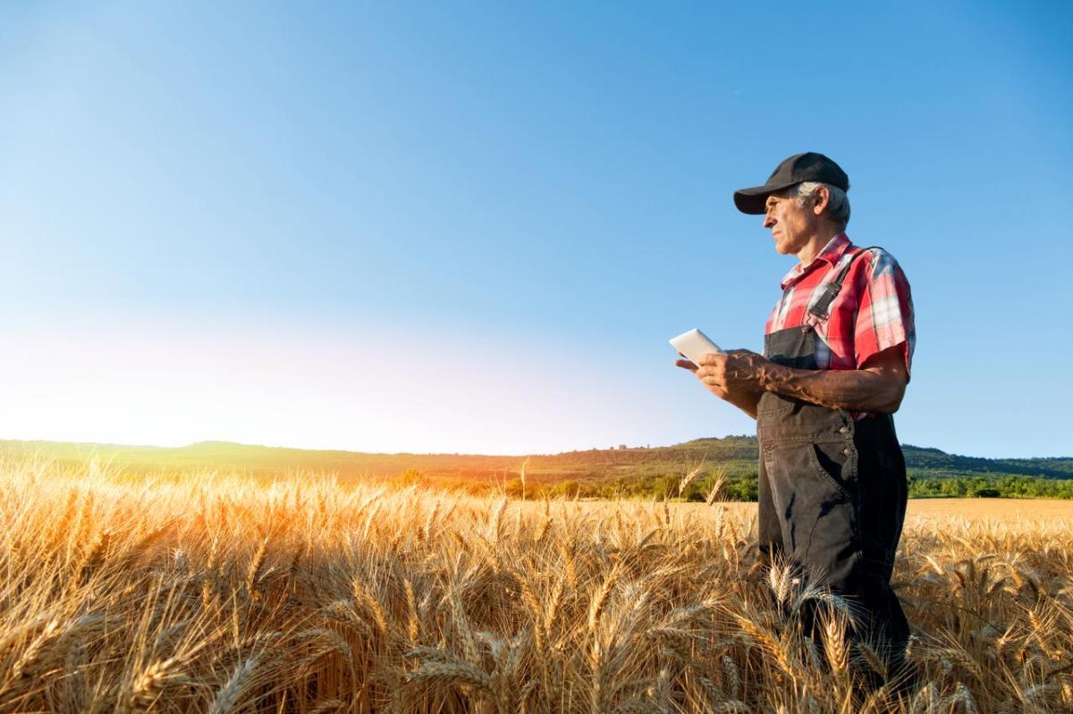 Agricultura de precisión: inteligencia artificial al servicio de los cultivos.