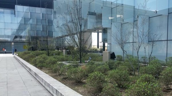 Descubre más sobre la biodiversidad en Distrito Telefónica. Date un paseo por la plaza Sur con nosotros y descúbrelo.