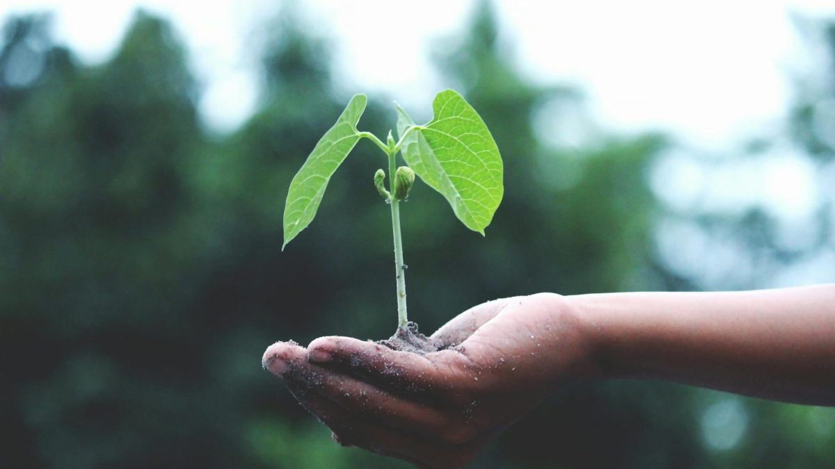 Descubre más sobre el valor de la oportunidad con esta metáfora relacionada con la jardinería