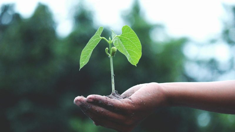 Descubre más sobre el valor de la oportunidad con esta metáfora relacionada con la jardinería