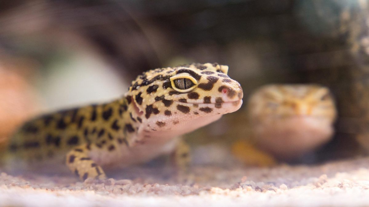Descubre más sobre los reptiles en Distrito Telefónica Entra ahora y no te lo pierdas. Date un paseo con nosotros y conoces las especies.