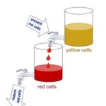 Imagen explicativa con vasos y grifos sobre las células amarillas y rojas.